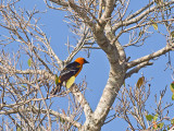 Altamira Oriole _3029230.jpg