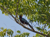 Yucatan Jay _2167098.jpg