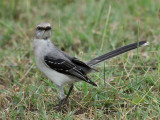 Tropical Mockingbird _2126210.jpg