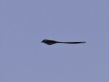 Fork-tailed Flycatcher _3039453.jpg