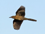 Great-tailed Grackle female _3039489.jpg