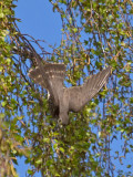 Black Merlin adult _3300710.jpg