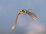 Tree Swallow _7144678.jpg