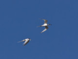 White-fronted Terns _A038647.jpg