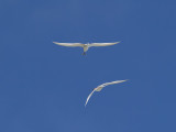White-fronted Terns _A150064.jpg