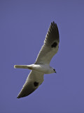 White-tailed Kite P2221861.jpg