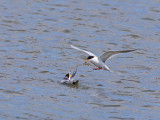 Forsters Terns _5284256-2.jpg