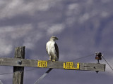 Ferruginous juvenile light morph _3042943.jpg