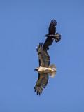 Red-tailed Hawk & Crow _6174551.jpg