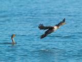 Cormornt_A218764-01 8x6.jpg