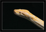 Burmese Python #2
