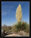 Blooming Cactus #2