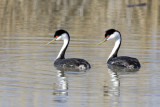 Western Grebe 1.jpg