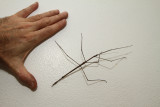 stick insect not so camouflaged.jpg