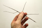 stick insect in hand.jpg