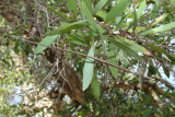 stick insect camouflaged.jpg