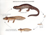 generic salamander life cycle.jpg