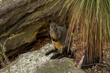 swamp_wallaby.jpg