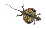 Draco.jpg