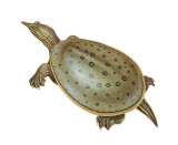 eastern spiny softshell.jpg