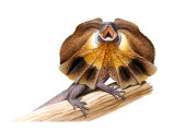 frilled_lizard_deep_etched.jpg