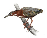 green heron.jpg