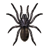 trap door female.jpg