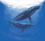 humpback full background.jpg