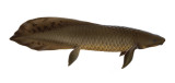 Neoceratodus_forsteri.jpg