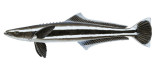 cobia.jpg