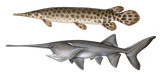 gar and paddlefish.jpg