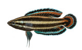 licorice gourami.jpg