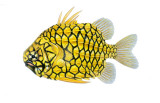 pineapplefish.jpg