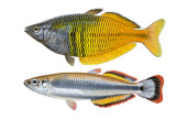 rainbowfish.jpg