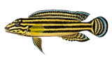 striped julidochromis.jpg