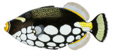 triggerfish.jpg