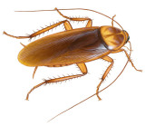 Am Cockroach.jpg