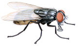 Musca domestica.jpg