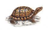 ornate box turtle.jpg