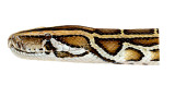 Python molurus head.jpg