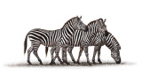 zebras.jpg