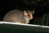 ringtail.jpg