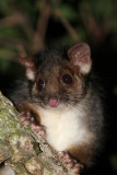 ringtail closeup.jpg
