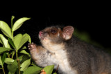 ringtail feeding 2.jpg