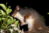 ringtail feeding.jpg