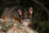ringtail in tree.jpg