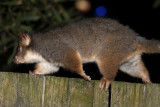 ringtail on fence 2.jpg