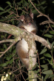 rintail in tree 2.jpg