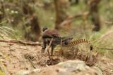 lyrebird_1.jpg