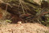 lyrebird_2.jpg